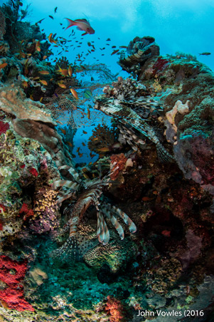 Colourful Red Sea Reefs