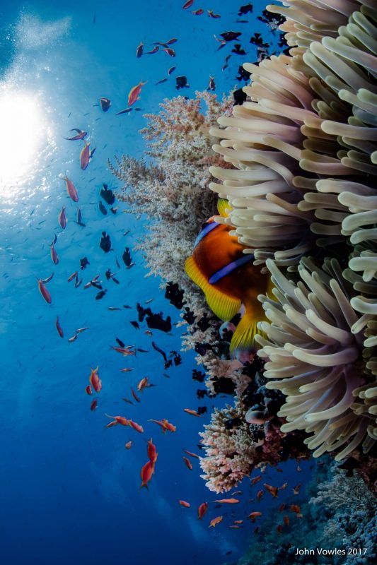 Colourful Red Sea Reefs